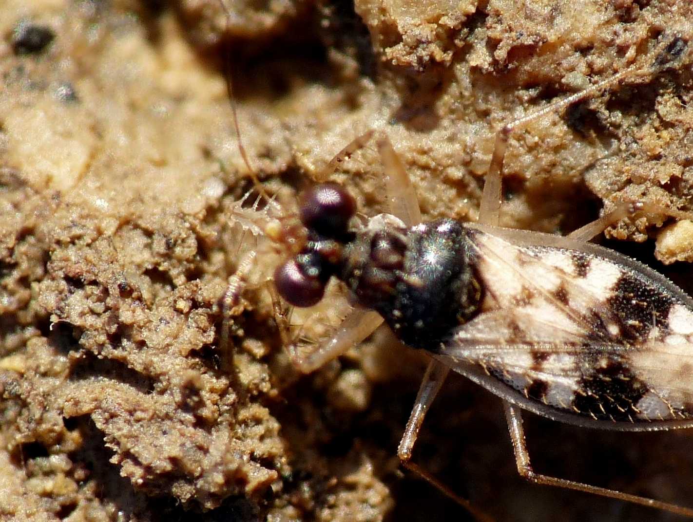 Leptopodidae: Leptopus hispanus del Lazio (Tolfa-Roma)